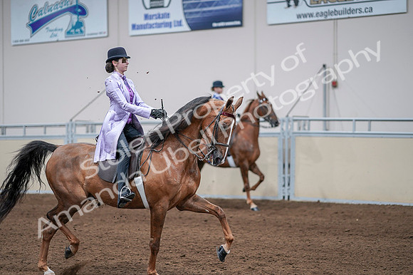2020 - AB Morgan Horse - Fri, Sept 04 - 05132
