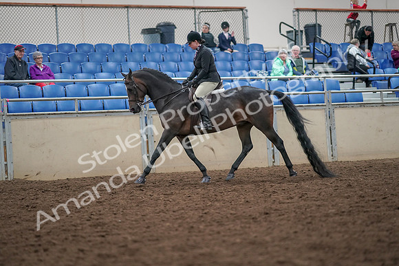 2019 Morgan Horse Show - Aug 30, 2019 - 19862