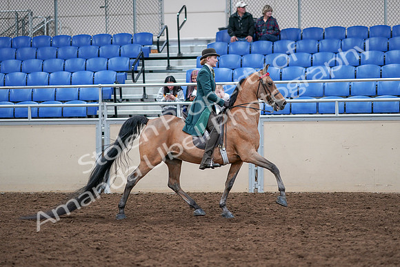 2020 - AB Morgan Horse - Sat, Sept 05 - 13892