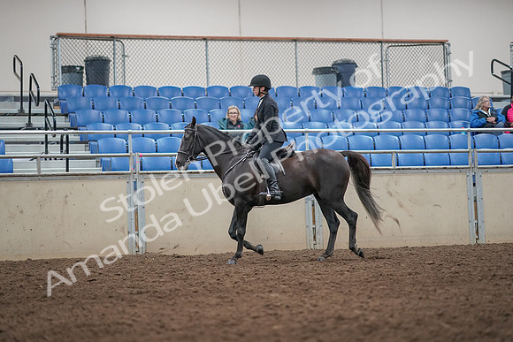 2019 Morgan Horse Show - Aug 31, 2019 - 07176