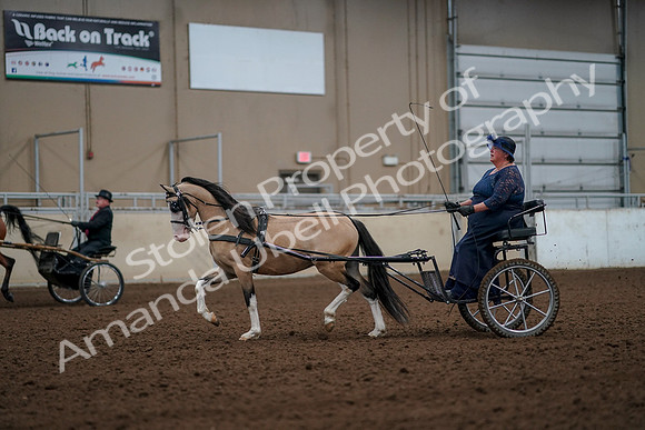 2019 Morgan Horse Show - Aug 30, 2019 - 13259