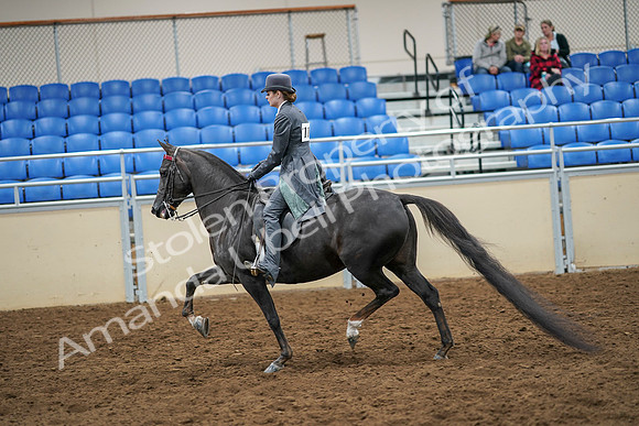 2020 - AB Morgan Horse - Sat, Sept 05 - 13590
