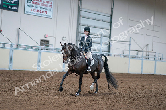 2020 - AB Morgan Horse - Fri, Sept 04 - 06158