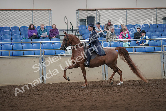 2019 Morgan Horse Show - Aug 30, 2019 - 26773