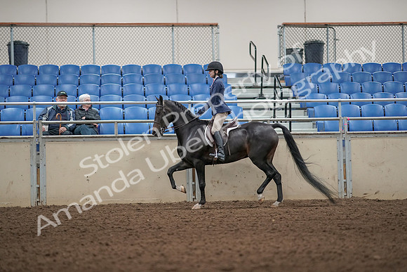 2019 Morgan Horse Show - Aug 31, 2019 - 04964