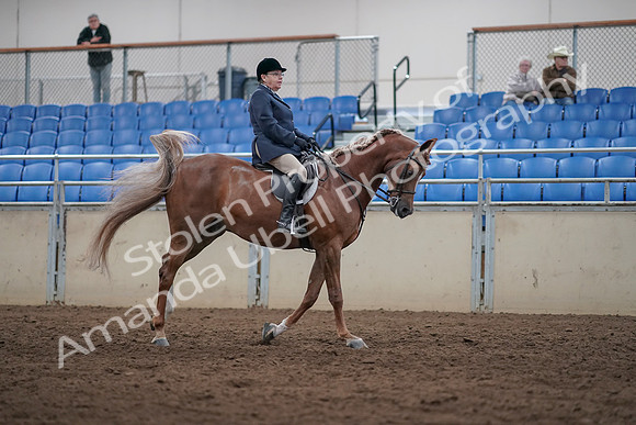 2019 Morgan Horse Show - Sept 01, 2019 - 08790
