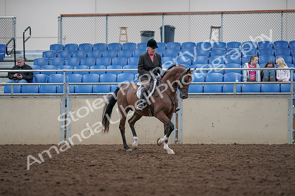 2019 Morgan Horse Show - Aug 31, 2019 - 16193