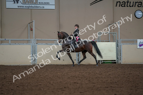 2019 Morgan Horse Show - Aug 30, 2019 - 28318