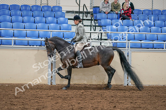 2020 - AB Morgan Horse - Sat, Sept 05 - 14498