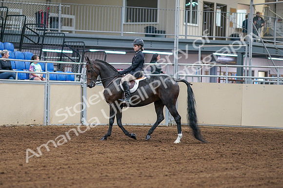 2020 - AB Morgan Horse - Fri, Sept 04 - 01991