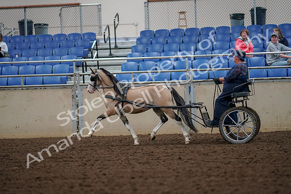 2019 Morgan Horse Show - Aug 30, 2019 - 13301