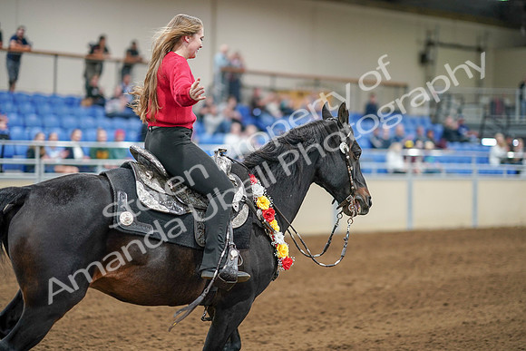 2020 - AB Morgan Horse - Sat, Sept 05 - 10578
