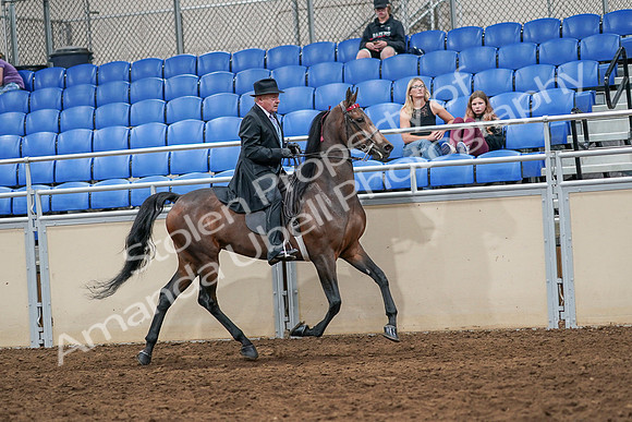 2020 - AB Morgan Horse - Sat, Sept 05 - 08154