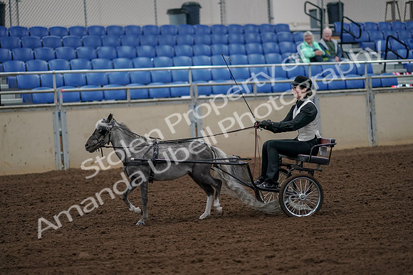 2019 Morgan Horse Show - Aug 30, 2019 - 13138