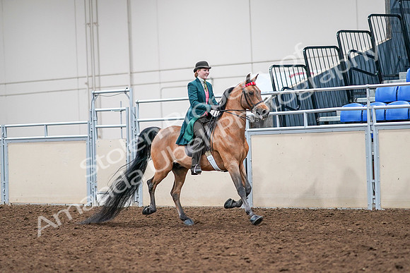 2020 - AB Morgan Horse - Sat, Sept 05 - 14016