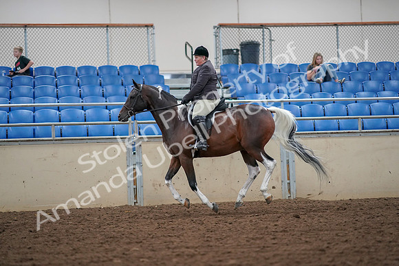 2019 Morgan Horse Show - Aug 30, 2019 - 16342