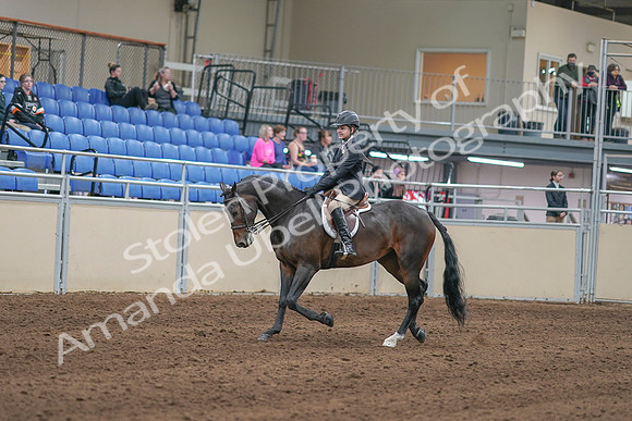 2020 - AB Morgan Horse - Sun, Sept 06 - 00880