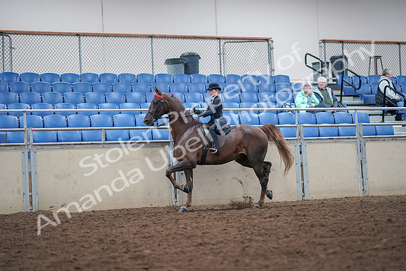 2019 Morgan Horse Show - Aug 30, 2019 - 17815