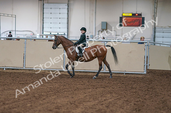2020 - AB Morgan Horse - Fri, Sept 04 - 01996