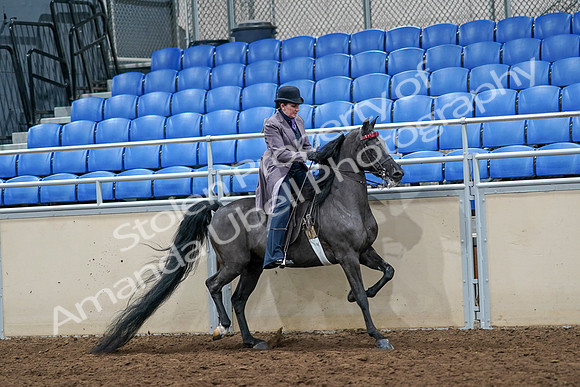 2020 - AB Morgan Horse - Sat, Sept 05 - 13815