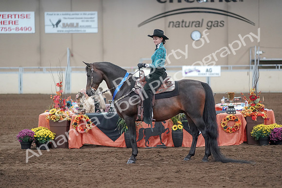 2019 Morgan Horse Show - Sept 01, 2019 - 07285