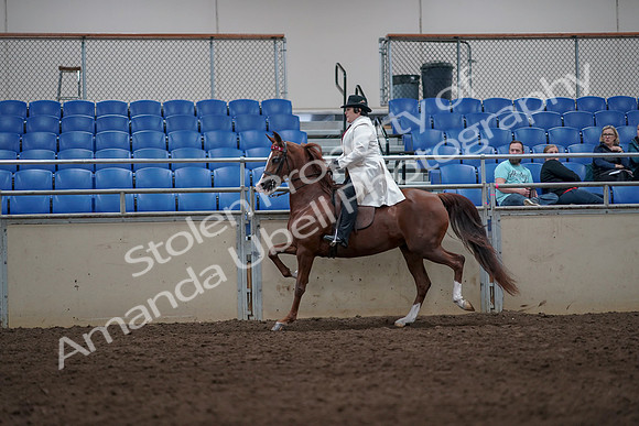 2019 Morgan Horse Show - Aug 31, 2019 - 08575