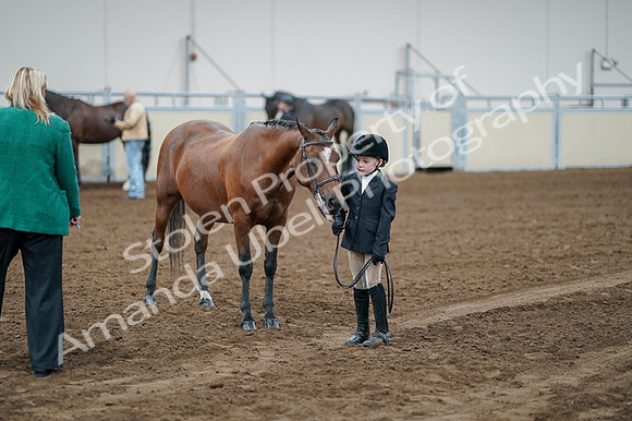 2020 - AB Morgan Horse - Fri, Sept 04 - 00835