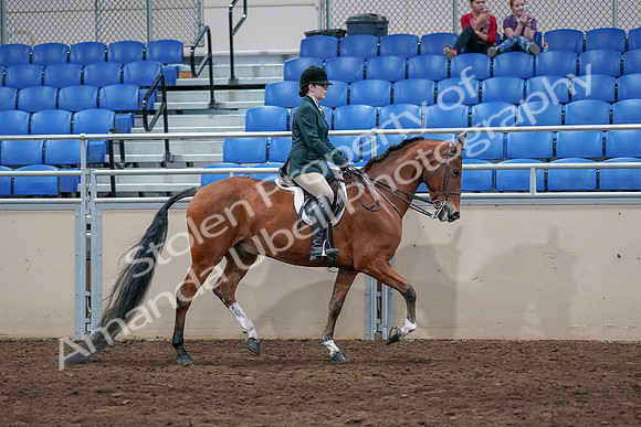 2020 - AB Morgan Horse - Sat, Sept 05 - 05192