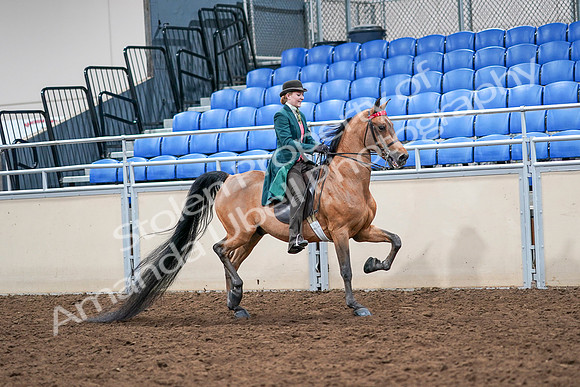 2020 - AB Morgan Horse - Sat, Sept 05 - 14033