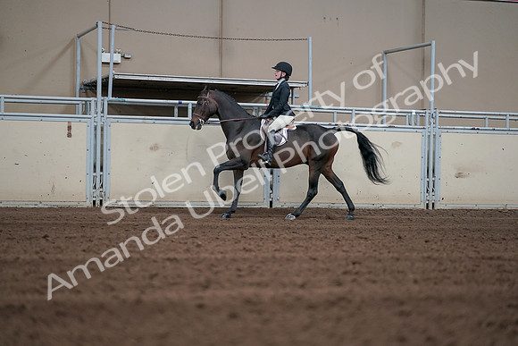 2019 Morgan Horse Show - Sept 01, 2019 - 03723
