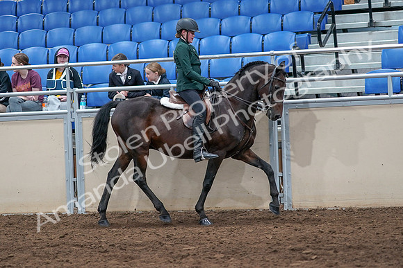 2020 - AB Morgan Horse - Sat, Sept 05 - 05159