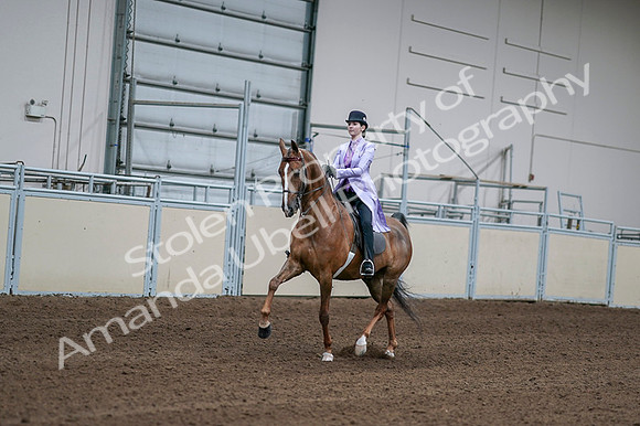 2020 - AB Morgan Horse - Fri, Sept 04 - 05002