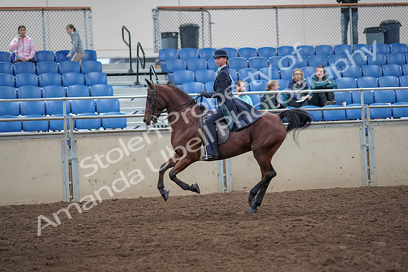 2019 Morgan Horse Show - Aug 31, 2019 - 08856