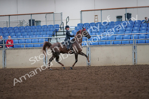 2019 Morgan Horse Show - Aug 30, 2019 - 18049