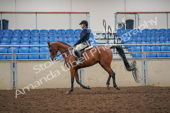 2019 Morgan Horse Show - Aug 30, 2019 - 22363