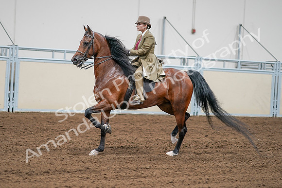 2020 - AB Morgan Horse - Sat, Sept 05 - 07997