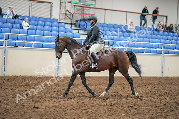 2020 - AB Morgan Horse - Sat, Sept 05 - 14298