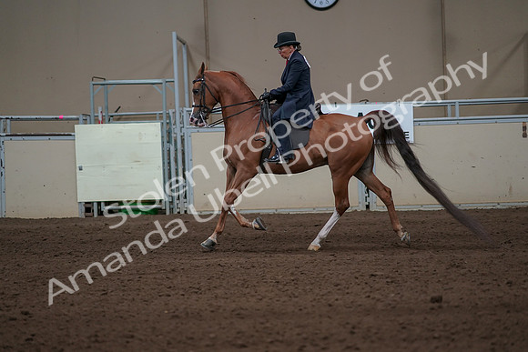 2019 Morgan Horse Show - Sept 01, 2019 - 11927