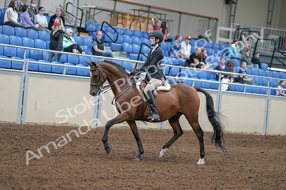 2020 - AB Morgan Horse - Fri, Sept 04 - 05861