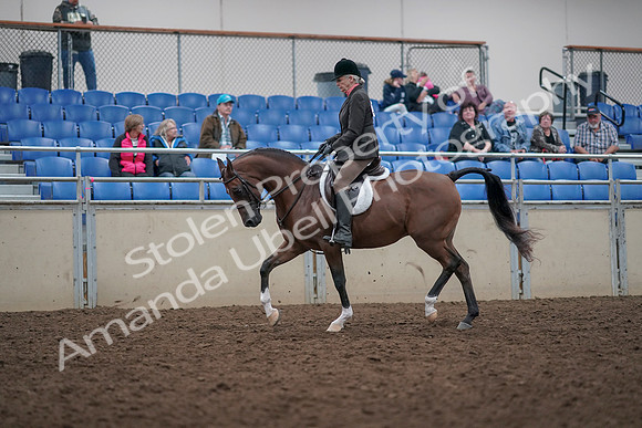 2019 Morgan Horse Show - Aug 31, 2019 - 15883