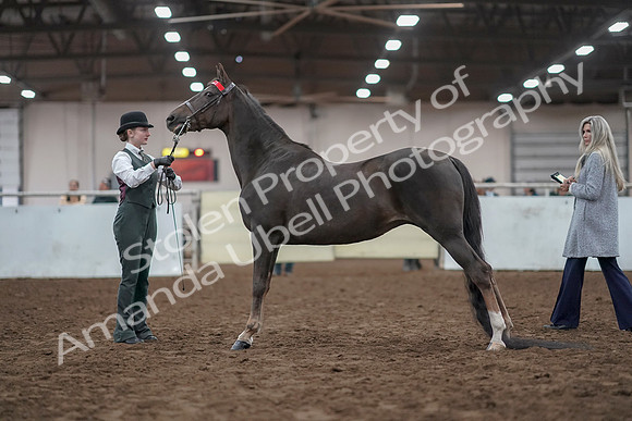 2019 Morgan Horse Show - Aug 31, 2019 - 02002