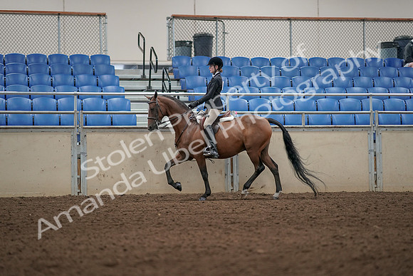 2019 Morgan Horse Show - Aug 31, 2019 - 04967