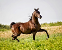Arabians - 178