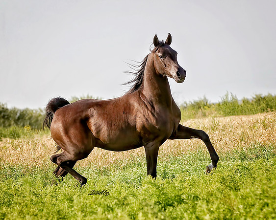 Arabians - 178