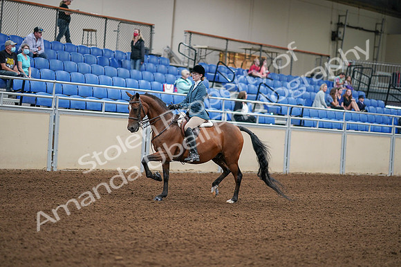 2020 - AB Morgan Horse - Fri, Sept 04 - 03963
