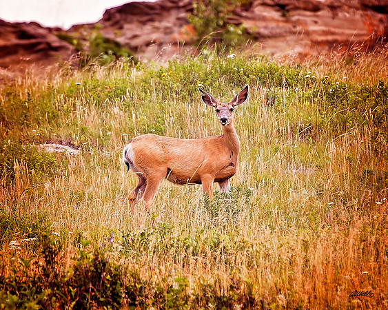 NA Wild Animals - 024