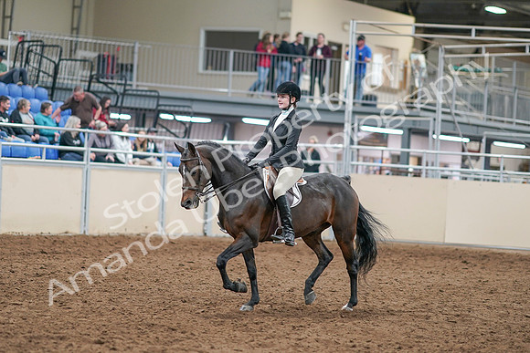 2020 - AB Morgan Horse - Sat, Sept 05 - 14196