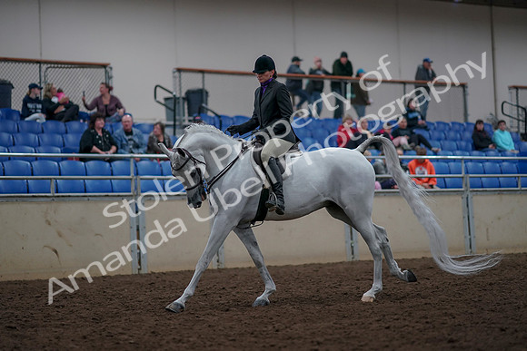 2019 Morgan Horse Show - Aug 31, 2019 - 16008