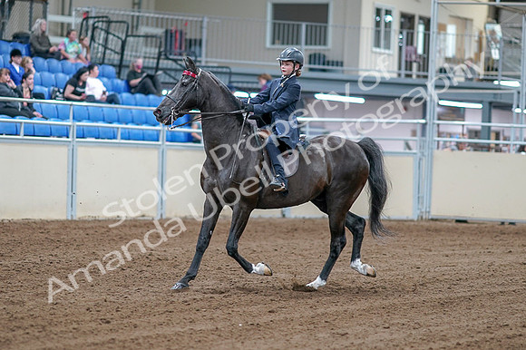2020 - AB Morgan Horse - Fri, Sept 04 - 06979