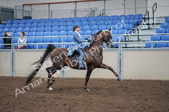 2020 - AB Morgan Horse - Fri, Sept 04 - 05063